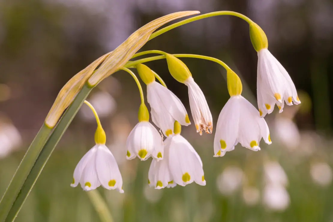 Sommer-Glöckchen (Leucojum aestivum) [4]